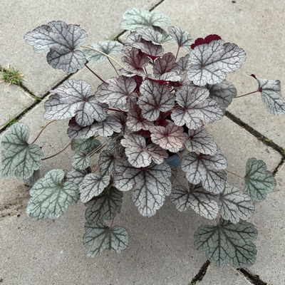 Bio Purpurglöckchen 'Sugar Frosting', platin, Topf-Ø 12 cm, 3 Pflanzen Bio Purpurglöckchen 'Sugar Frosting', platin, Topf-Ø 12 cm, 3 Pflanzen