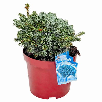 Eissilberne Zwerg-Lockentanne, Höhe 20-25 cm, Topf 3 Liter Eissilberne Zwerg-Lockentanne, Höhe 20-25 cm, Topf 3 Liter