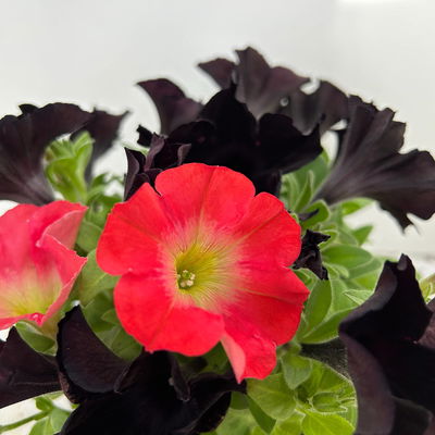 Petunien 'Duo' schwarz & lachs, hängend, Topf-Ø 14 cm, 4 Pflanzen