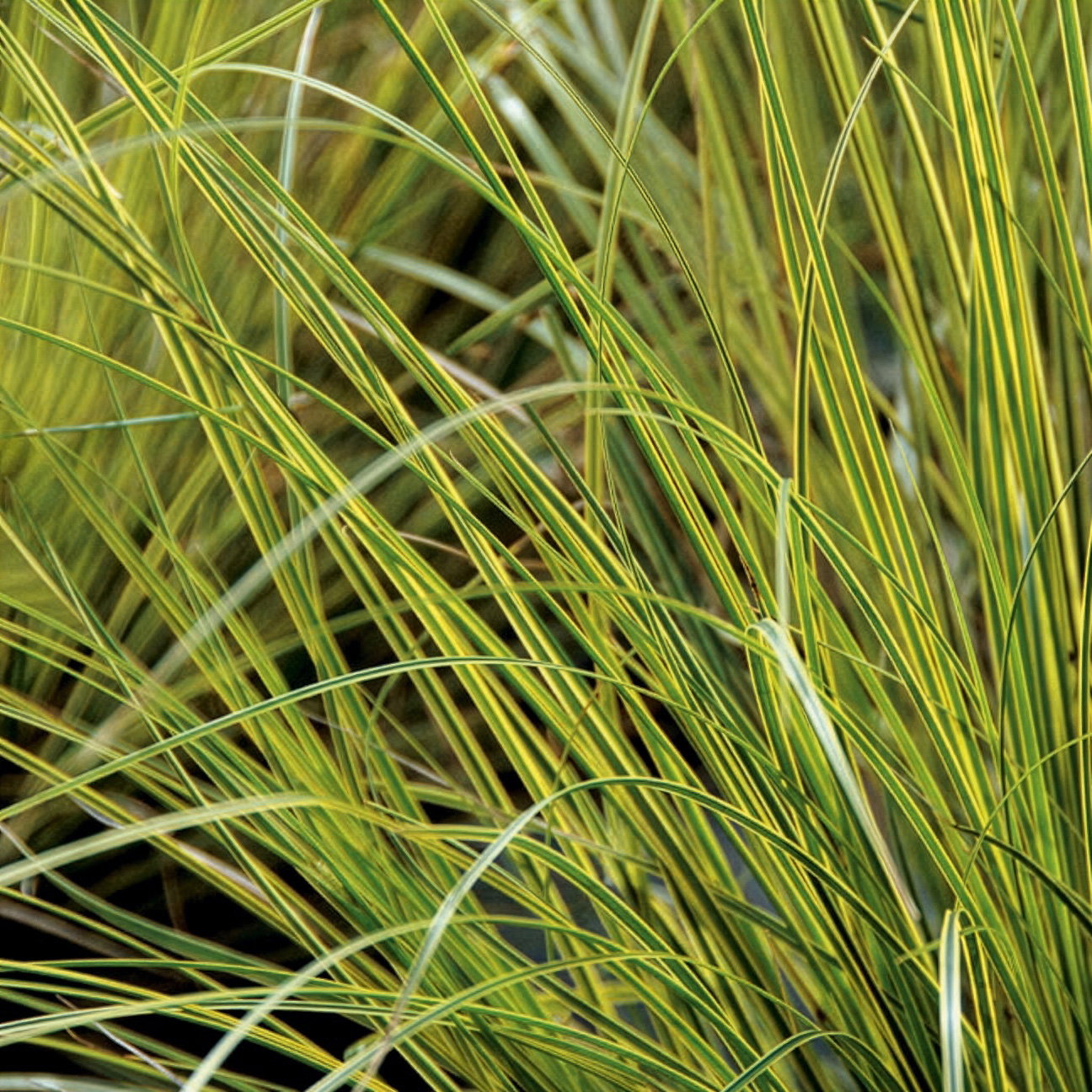 Bio Segge, grün-gelb, Topf-Ø 12 cm Bio Segge, grün-gelb, Topf-Ø 12 cm