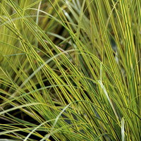 Bio Segge, grün-gelb, Topf-Ø 12 cm Bio Segge, grün-gelb, Topf-Ø 12 cm