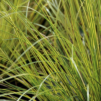 Bio Segge, grün-gelb, Topf-Ø 12 cm Bio Segge, grün-gelb, Topf-Ø 12 cm