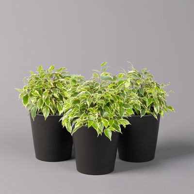 Birkenfeige 'Kinky' in Keramiktopf anthrazit, Topf-Ø 12cm, H: ca. 25 cm, 3er-Set Birkenfeige 'Kinky' in Keramiktopf anthrazit, Topf-Ø 12cm, H: ca. 25 cm, 3er-Set