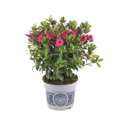 Hebe 'All Blooms®', rosa, Topf-Ø 12 cm, 3 Pflanzen
