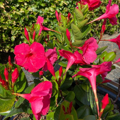 Dipladenie 'Intense Fuchsia' pink, Doppelbogen, Topf-Ø 17 cm,  Höhe ca. 70 cm