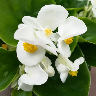 Grabbepflanzung Sommer weiß-rosa, 12 Pflanzen