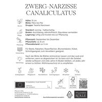 Zwergnarzissen Canaliculatus weiß mit gelber Krone, 20 Blumenzwiebeln