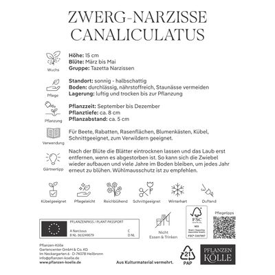 Zwergnarzissen Canaliculatus weiß mit gelber Krone, 20 Blumenzwiebeln