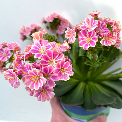 Lewisia cotyledon, Farben zufällig, Topf-Ø 12 cm, 6er-Set