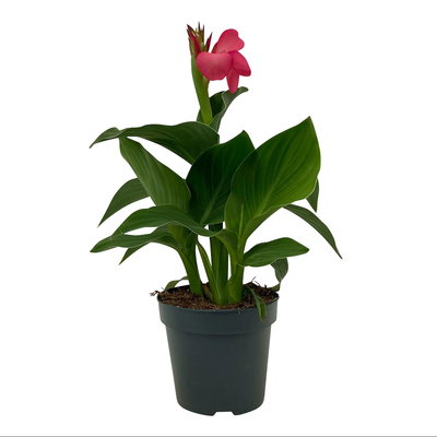 Canna 'Cannova® Rose', rosa, Topf-Ø 17 cm, 2 Pflanzen