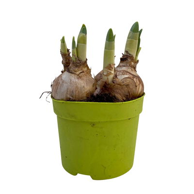 Narzisse 'Double Pam' gelb-weiß, vorgetrieben, Topf-Ø 12 cm, 3 Pflanzen