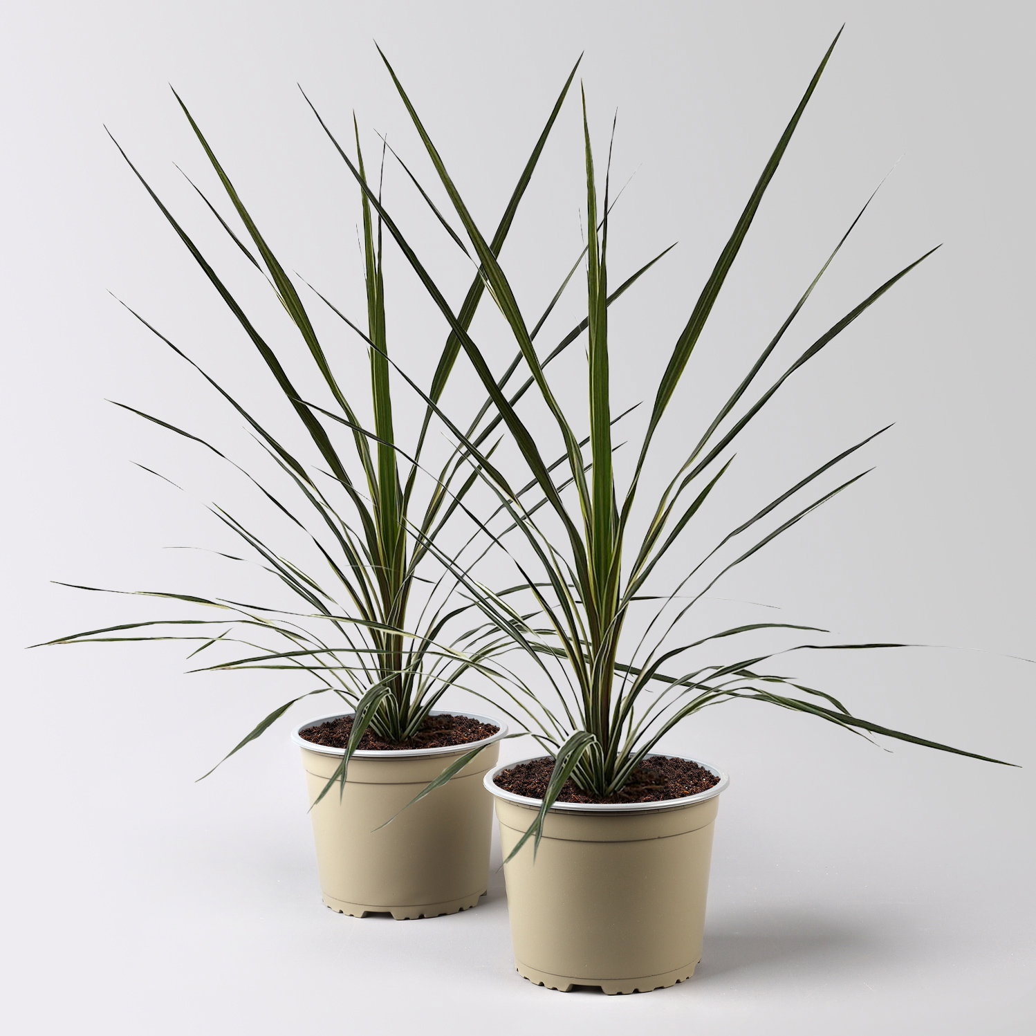Keulenlilie 'Variegata', grün-weiß, Topf-Ø 17 cm, 2 Pflanzen Keulenlilie 'Variegata', grün-weiß, Topf-Ø 17 cm, 2 Pflanzen
