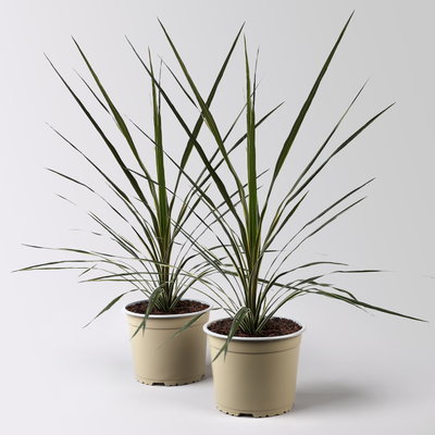 Keulenlilie 'Variegata', grün-weiß, Topf-Ø 17 cm, 2 Pflanzen Keulenlilie 'Variegata', grün-weiß, Topf-Ø 17 cm, 2 Pflanzen