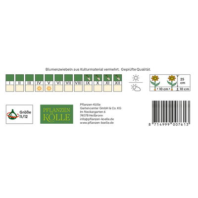 Greigii Tulpe, rot/orange, 7 Blumenzwiebeln