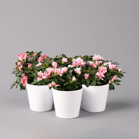 Azalee in Keramiktopf weiß, Rosa-/Weißtöne, gefüllt, Topf-Ø 12 cm, 3er-Set