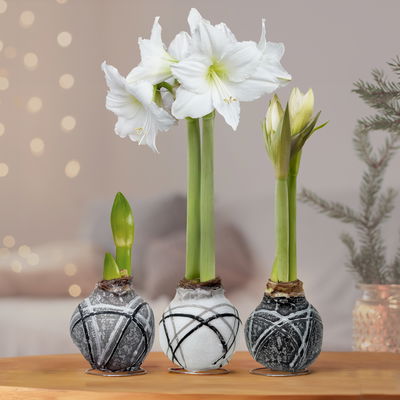 Amaryllis in Wachs, Dekor 'Supreme', Farbe zufällig, Blüte weiß, 2 Pflanzen