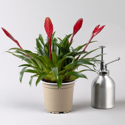 Vriesea 'Astrid', rot, im Übertopf Vibes gelb, Topf-Ø 12 cm Vriesea 'Astrid', rot, im Übertopf Vibes gelb, Topf-Ø 12 cm