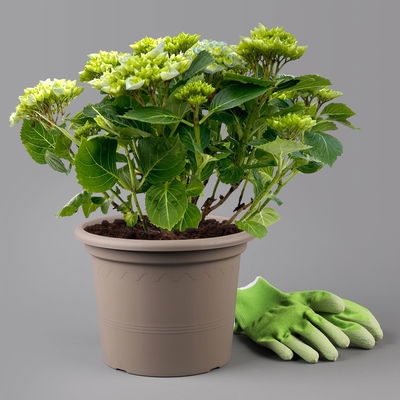 Kölle Gartenhortensie Ball blau, 4/5 Liter Topf