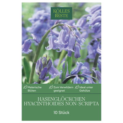 Hyacinthoides non-scripta (Hasenglöckchen) blau, 10 Blumenzwiebeln
