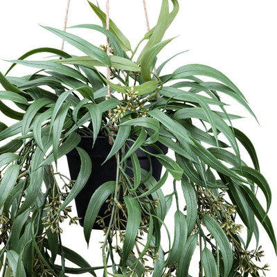 Kunstpflanze Eukalyptus globulus, Höhe ca. 65 cm