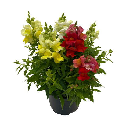 Löwenmäulchen 'Trio' bunt, Topf-Ø 13 cm, 6 Stück