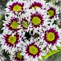 Chrysanthemen 'Splash Rocker' dunkelrot-weiß, Topf-Ø 12 cm, 6er-Set