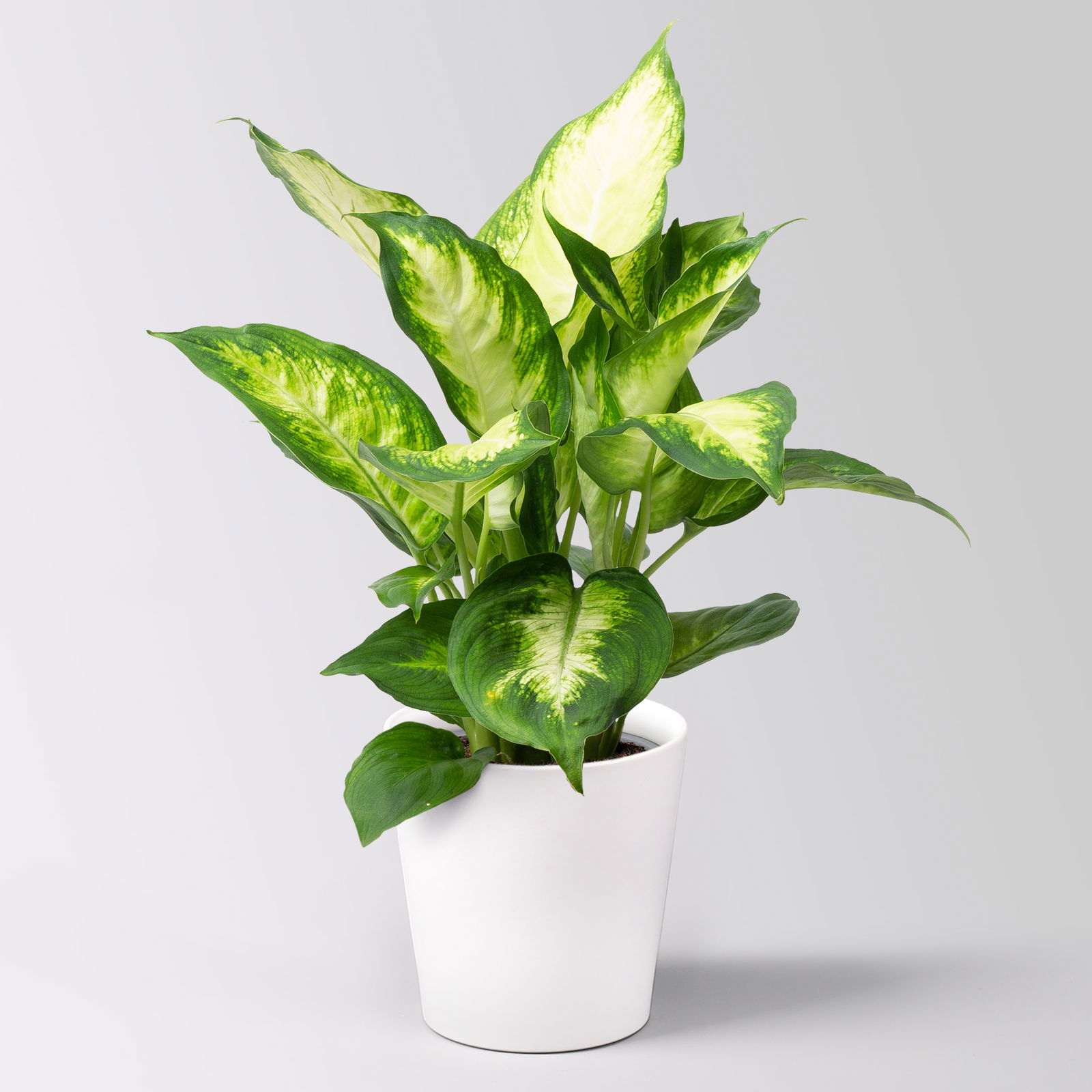 Grünpflanzenkreation 'Pflanzen-WG', Topf-Ø 12cm, inkl. Übertopf weiß, 4 Pflanzen