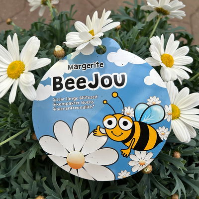 Margerite 'Beejou', weiß, Topf-Ø 19 cm, 2 Pflanzen