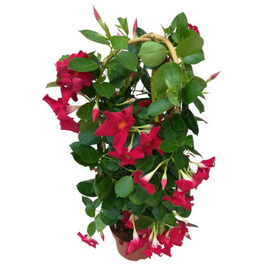 Dipladenie, rot, Doppelbogen, Topf-Ø 17 cm, 2 Pflanzen