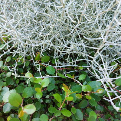 Calocephalus & Mühlenbeckie, Topf-Ø 23 cm Calocephalus & Mühlenbeckie, Topf-Ø 23 cm