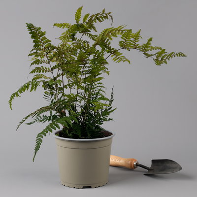 Rotschleierfarn, Topf-Ø 17 cm, 2er-Set Rotschleierfarn, Topf-Ø 17 cm, 2er-Set