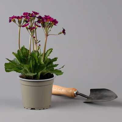 Oak Leaf Primel 'Oak Leaf' Farbe zufällig, Topf-Ø 13 cm, 4er-Set