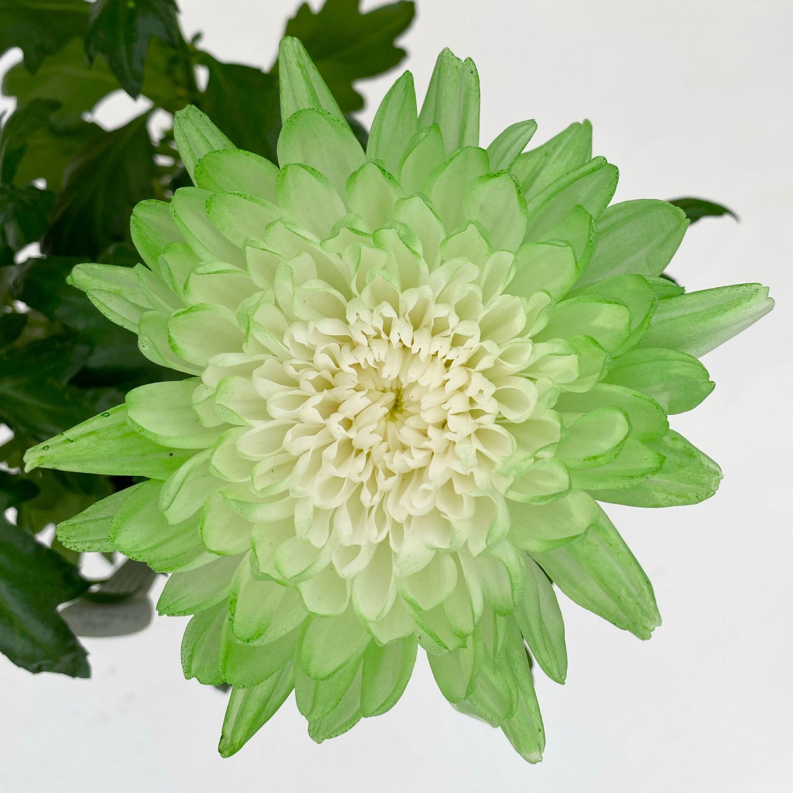 Chrysantheme 'Zembla Make-Upz® Uno Mix, Farben zufällig, Topf-Ø 13 cm, 3er-Set