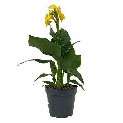 Canna 'Cannova® Yellow', gelb, Topf-Ø 17 cm, 2 Pflanzen