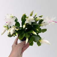 Weihnachtskaktus, weiß, mit Übertopf Dallas anthrazit, Topf-Ø 12 cm, 2 Pflanzen