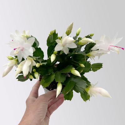 Weihnachtskaktus, weiß, mit Übertopf Dallas anthrazit, Topf-Ø 12 cm, 2 Pflanzen