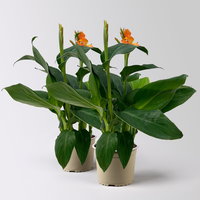 Canna 'Cannova® Orange', orange, Topf-Ø 17 cm, 2 Pflanzen Canna 'Cannova® Orange', orange, Topf-Ø 17 cm, 2 Pflanzen