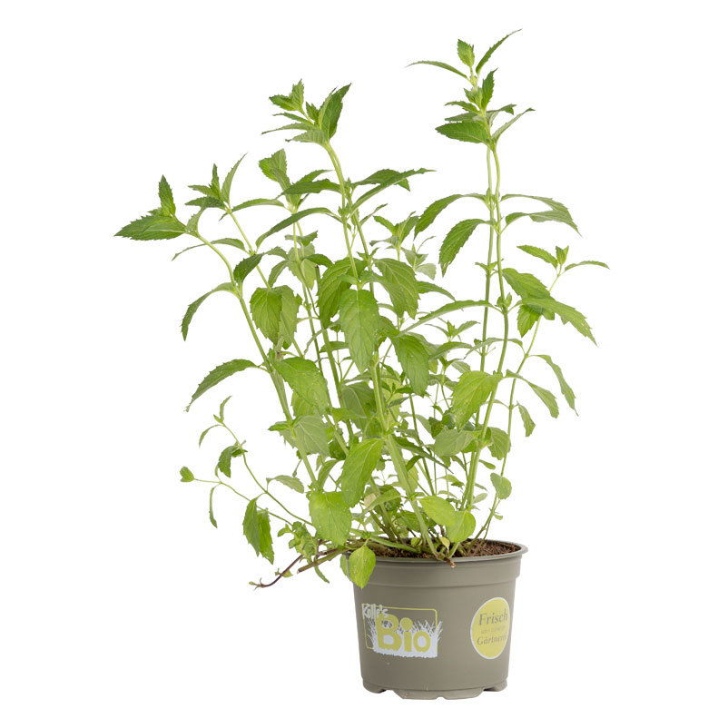 Kölle Bio Schweizer Minze, 12 cm Topf