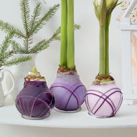 Amaryllis in Wachs XL, Dekor 'Purple Mix' Farbe zufällig, Blüte weiß