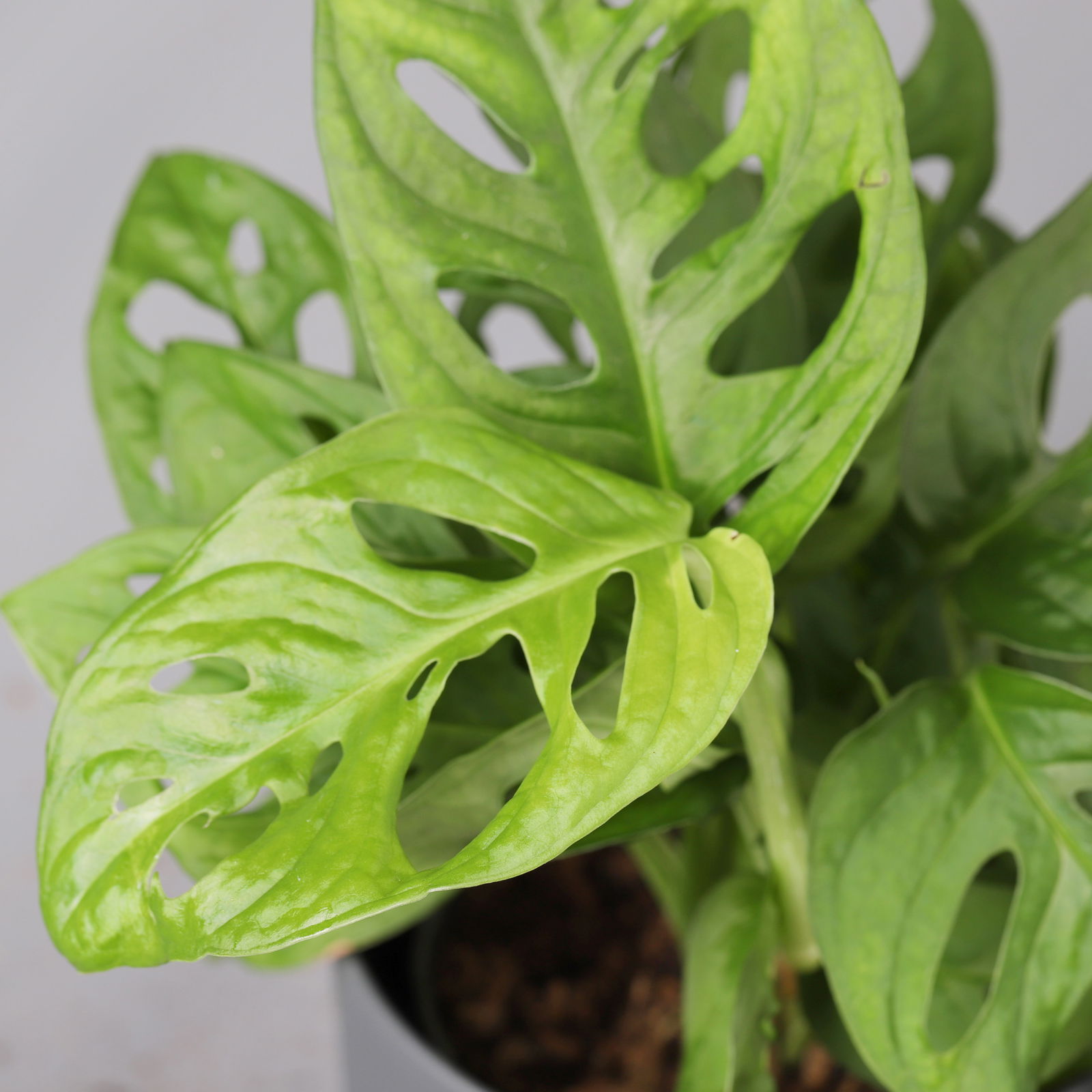 Grünpflanzenkreation 'Hängendes Grün', Topf-Ø 12cm + Übertopf Dallas, 4 Pflanzen