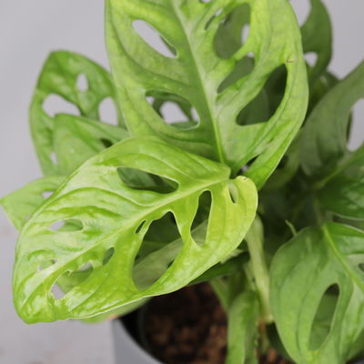 Grünpflanzenkreation 'Hängendes Grün', Topf-Ø 12cm + Übertopf Dallas, 4 Pflanzen