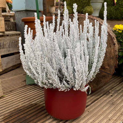 Besenheide SKYLINE®, weiß gefärbt, Topf-Ø 11 cm, 6 Pflanzen