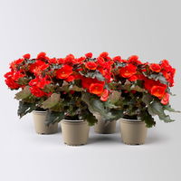 Elatior-Begonie, orangerot, dunkellaubig, Topf-Ø 14 cm, 4 Pflanzen