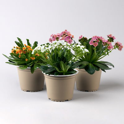 Lewisia cotyledon, Farben zufällig, Topf-Ø 12 cm, 3er-Set