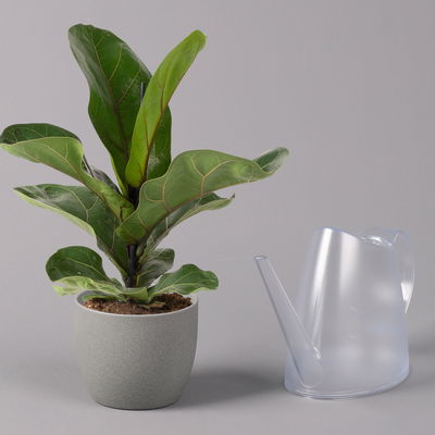 Geigenfeige 'Bambino', 3er-Set, Höhe 30-40cm, Topf 12cm Ø