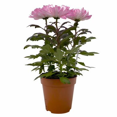 Chrysantheme 'Zembla Make-Upz® Uno Mix, Farben zufällig, Topf-Ø 13 cm, 3er-Set Chrysantheme 'Zembla Make-Upz® Uno Mix, Farben zufällig, Topf-Ø 13 cm, 3er-Set