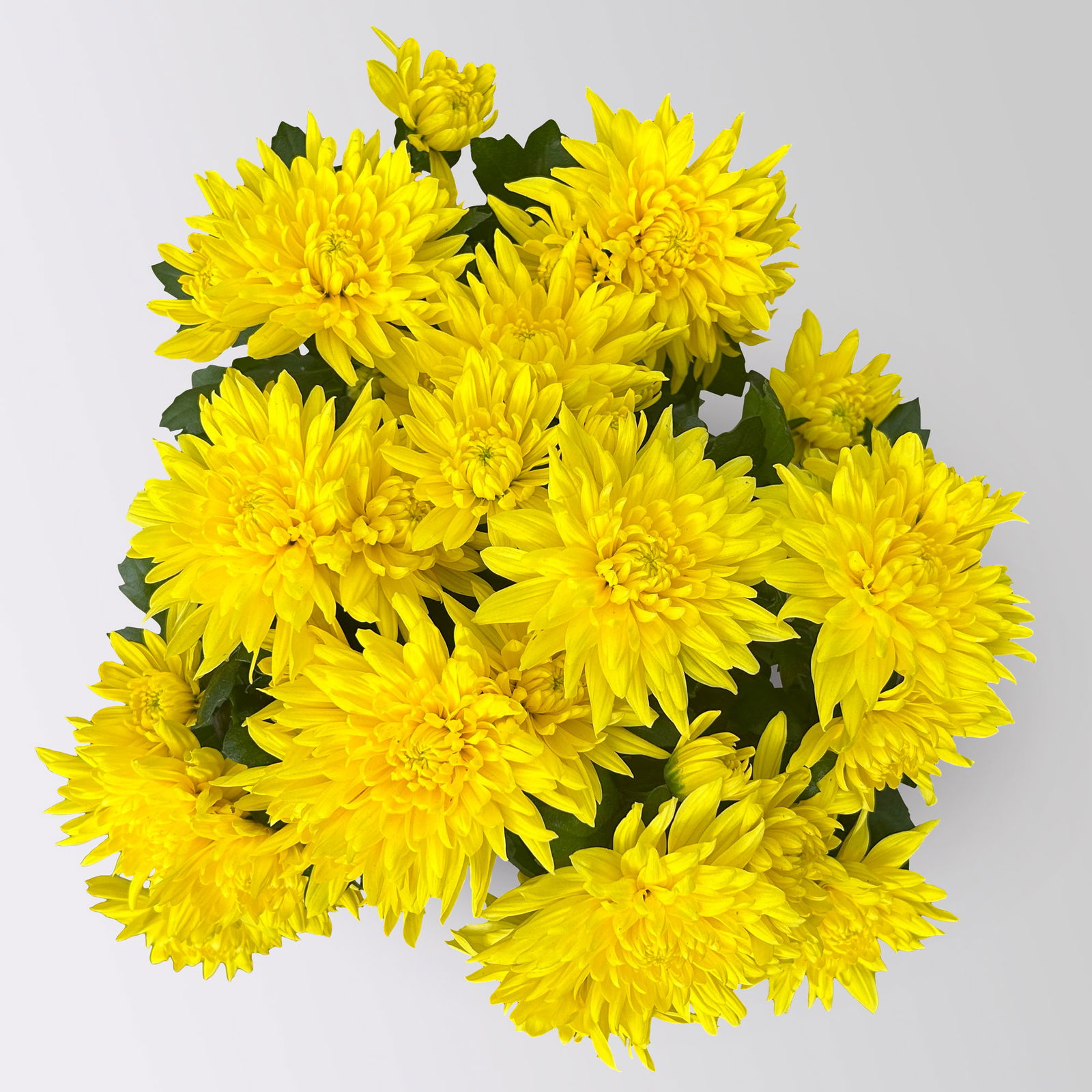 Chrysanthemen 'Chrysanne®Grandezza Yellow', gelb, Topf-Ø 13 cm, 4 Pflanzen