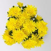 Chrysanthemen 'Chrysanne®Grandezza Yellow', gelb, Topf-Ø 13 cm, 4 Pflanzen
