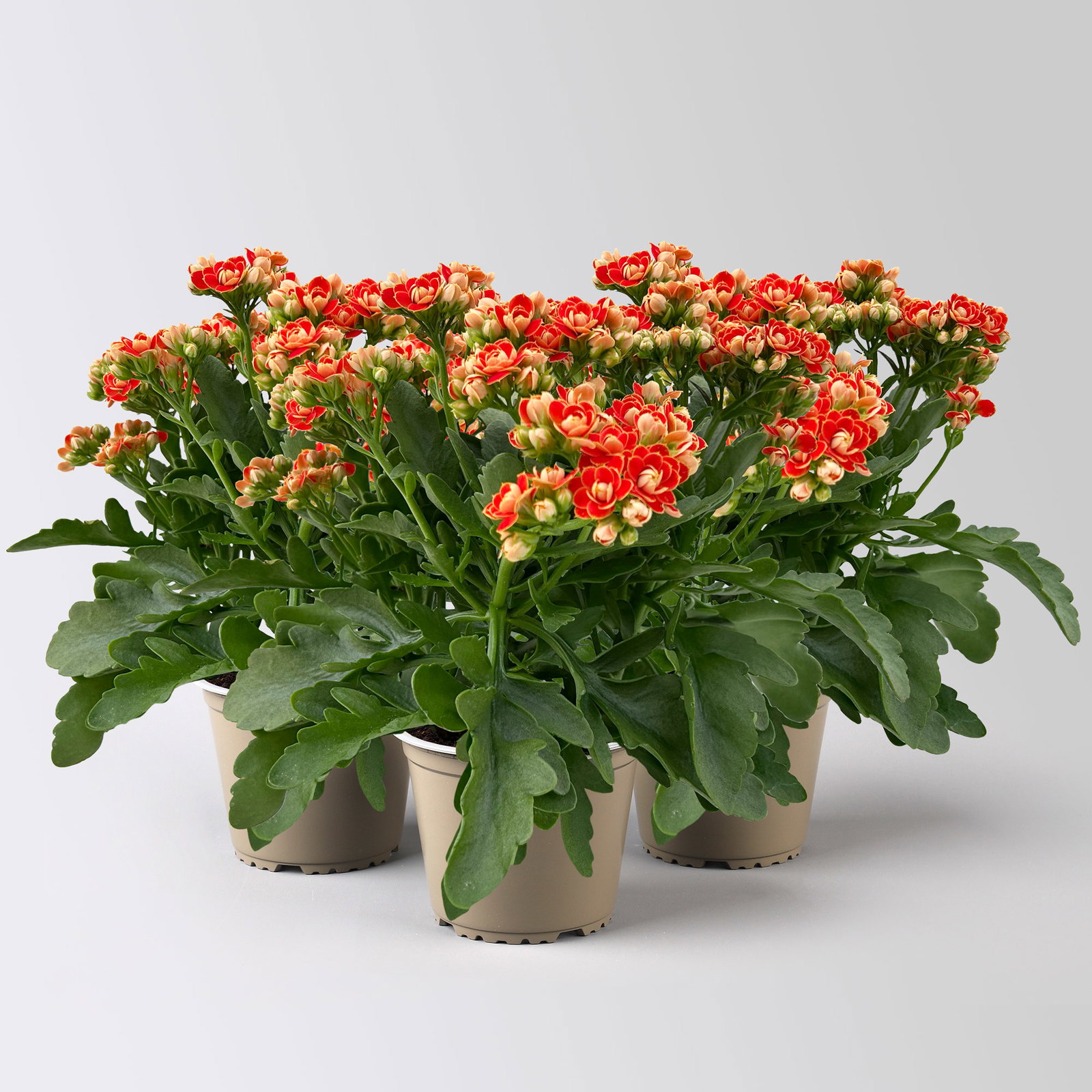 Kalanchoe 'Queen'®, orange, Topf-Ø 14 cm, 3 Pflanzen