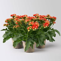 Kalanchoe 'Queen'®, orange, Topf-Ø 14 cm, 3 Pflanzen